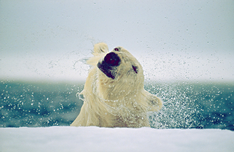 Paul Nicklen, Polar Bear